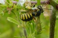 Anthidium florentinum
