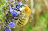 Bombus pascuorum