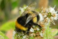 Bombus terrestris