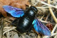 Xylocopa violacea