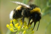 Bombus terrestris