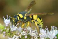 Ancistrocerus nigricornis