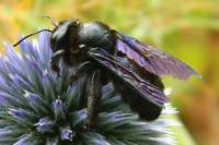 Xylocopa violacea
