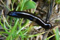 Caliroa cerasi