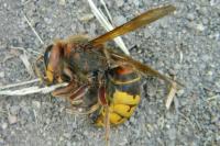 Vespa crabro