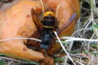 Vespa velutina