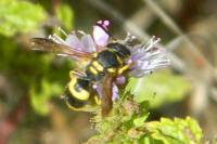 Ancistrocerus nigricornis