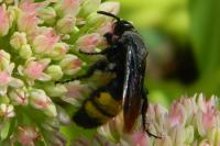 Scolia hirta