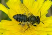 Megachile centuncularis