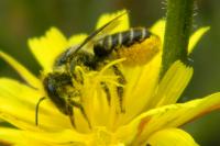 Megachile centuncularis