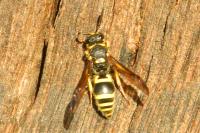 Ancistrocerus nigricornis