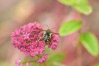 Anthidium florentinum