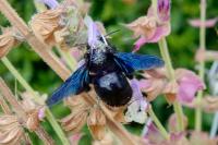 Xylocopa violacea