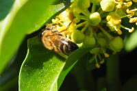 Apis mellifera