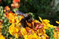 Xylocopa violacea