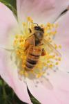 Apis mellifera