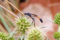 Ammophila sabulosa