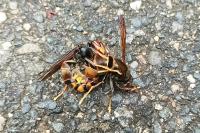 Vespa velutina nigrithorax