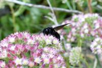 Xylocopa violacea