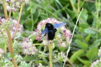 Xylocopa violacea