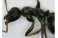 Formica cunicularia