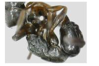 Hypoponera eduardi