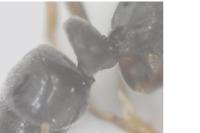 Hypoponera eduardi