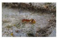 Temnothorax unifasciatus