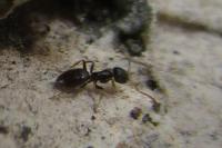 Tapinoma pygmaeum