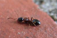 Dolichoderus quadripunctatus