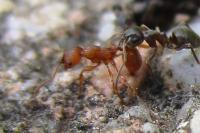 Myrmica specioides