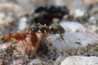 Lasius niger