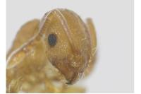 Temnothorax parvulus