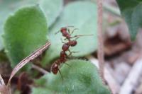 Myrmica specioides