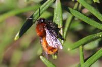 Andrena fulva