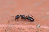 Camponotus fallax