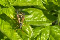 Polistes dominula