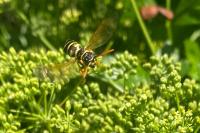 Polistes dominula