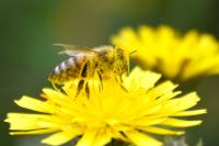 Apis mellifera