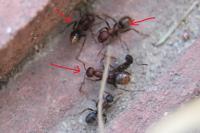 Polyergus rufescens