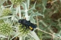 Scolia hirta
