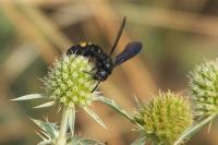 Scolia hirta