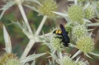 Scolia hirta
