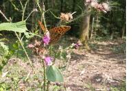 Argynnis paphia