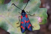 Zygaena filipendulae