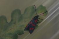 Zygaena filipendulae