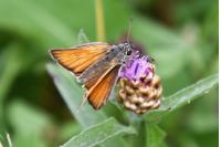 Thymelicus sylvestris