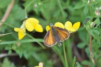 Thymelicus sylvestris