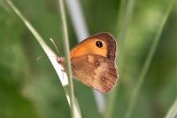 Pyronia tithonus