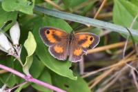 Pyronia tithonus